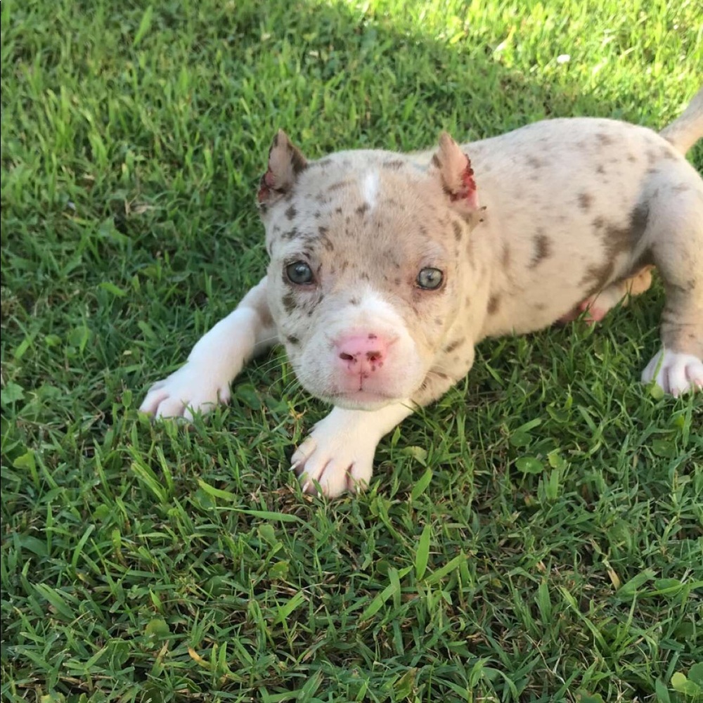 Meet your Posher, Clumsy